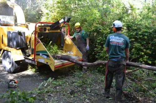 tree services Grizzly Flats